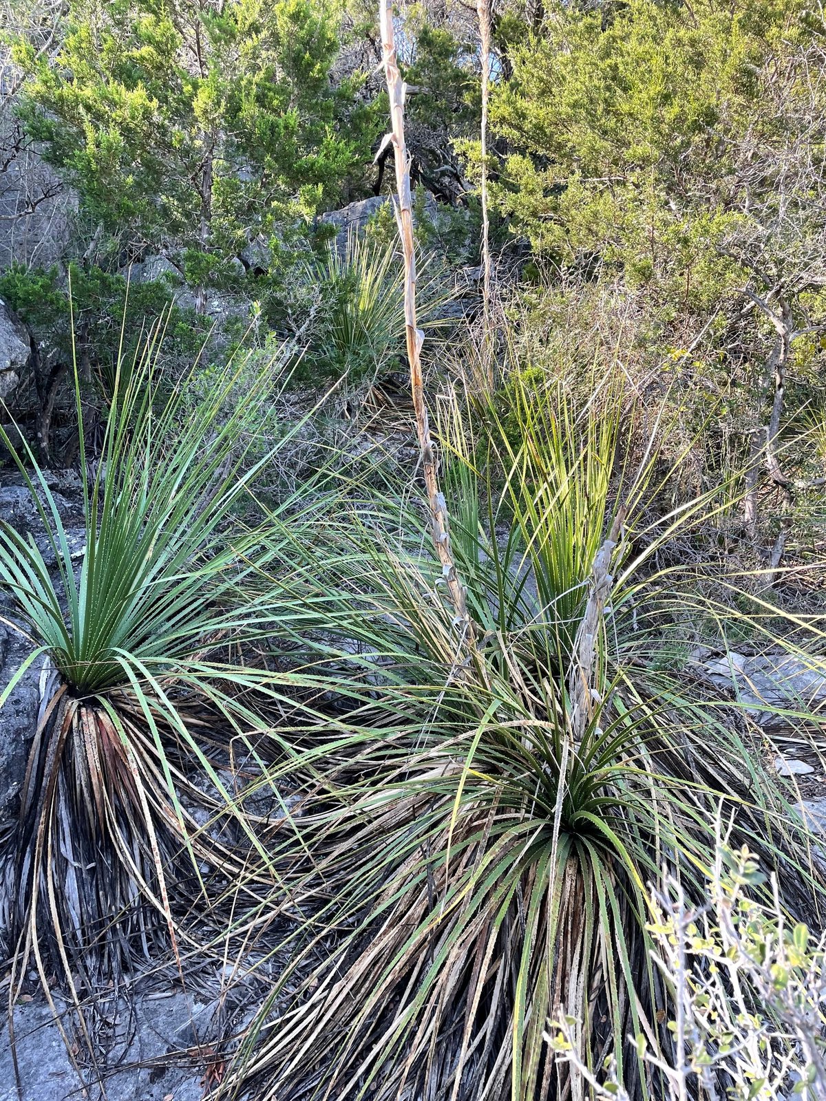 Texas sotol