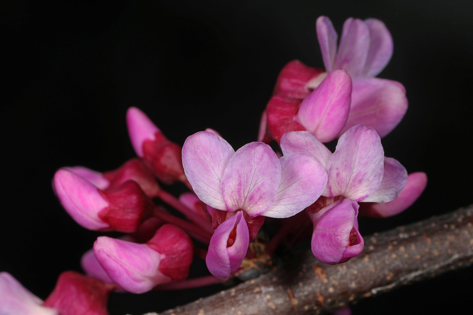 The Rising Sun redbud
