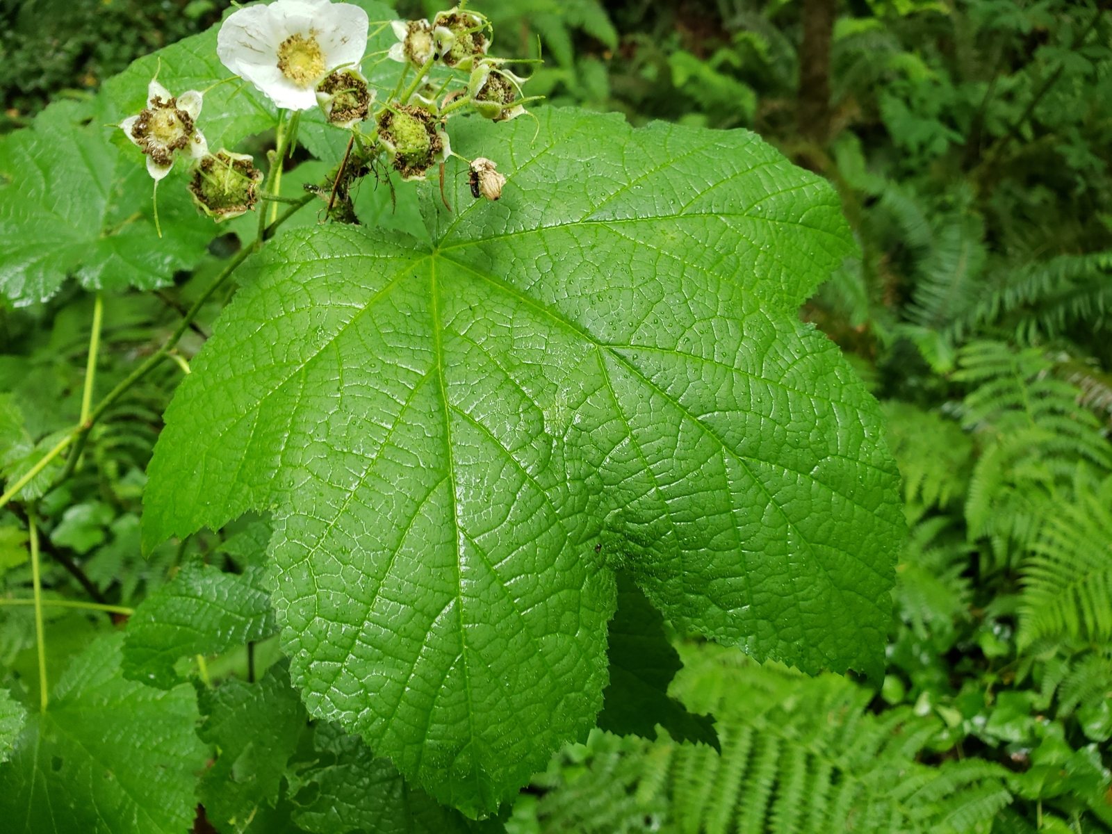Thimbleberry