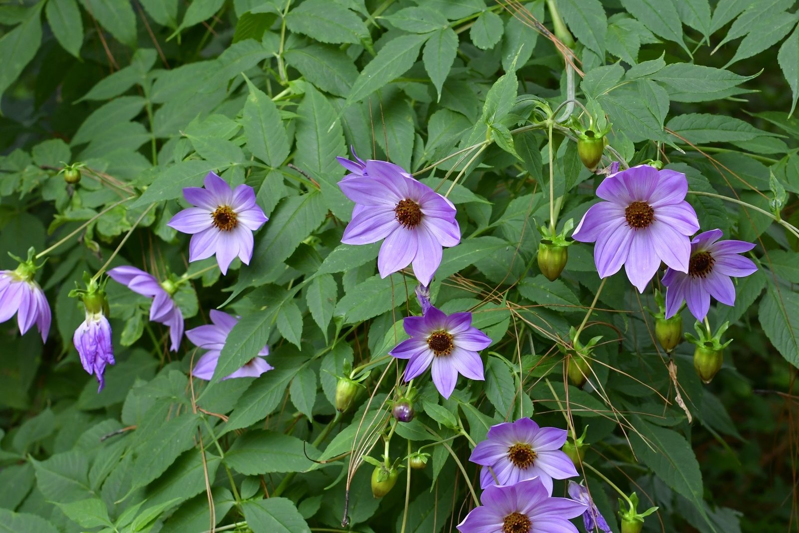 Thomas A. Edison dahlia