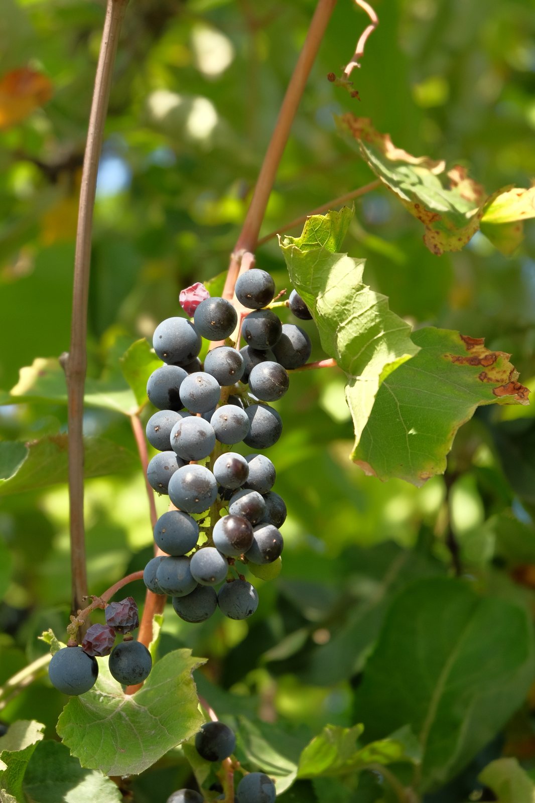 Thompson Seedless grape