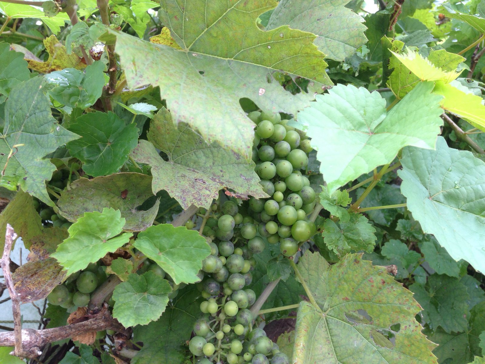 Thompson Seedless grape