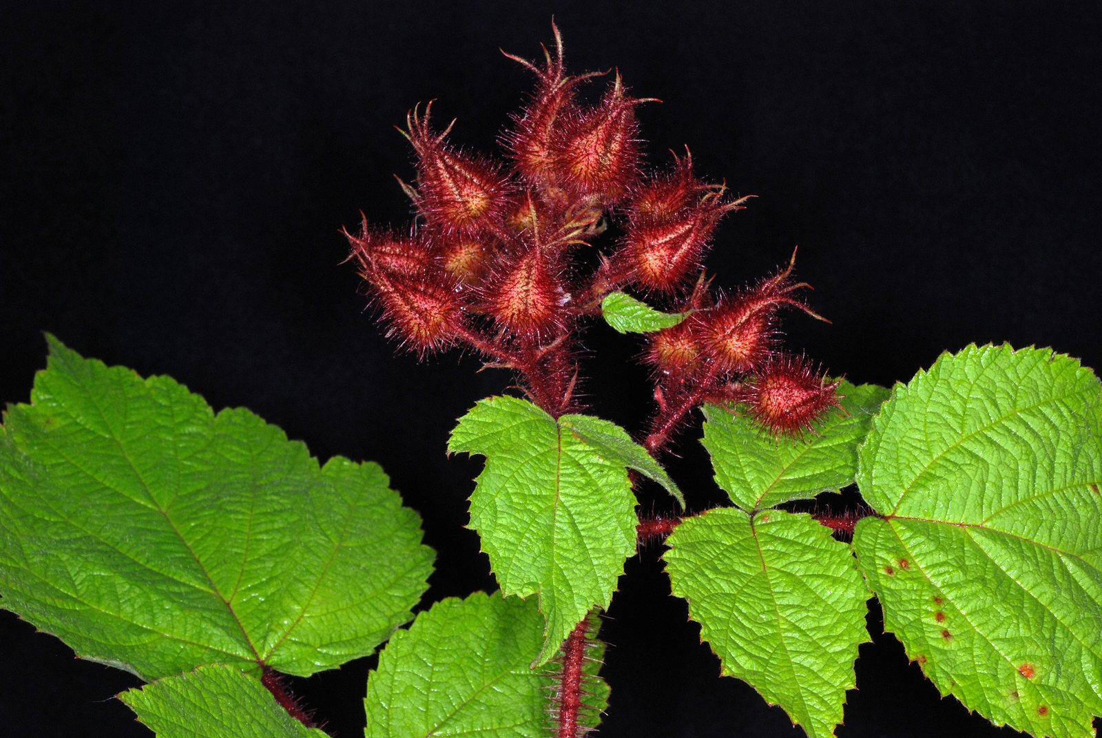 Thornless blackberry 'Triple Crown'