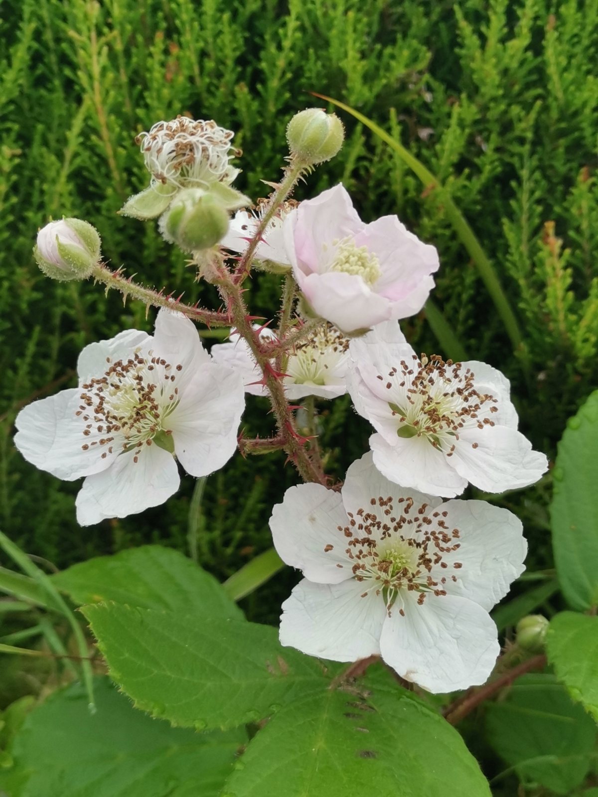 Thornless blackberry 'Triple Crown'