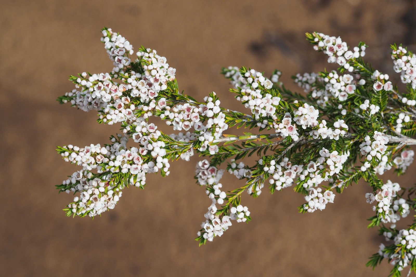 Thryptomene