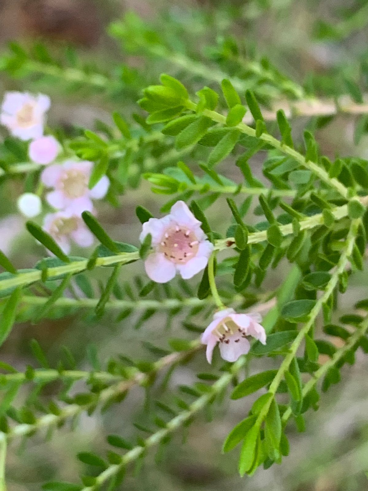 Thryptomene