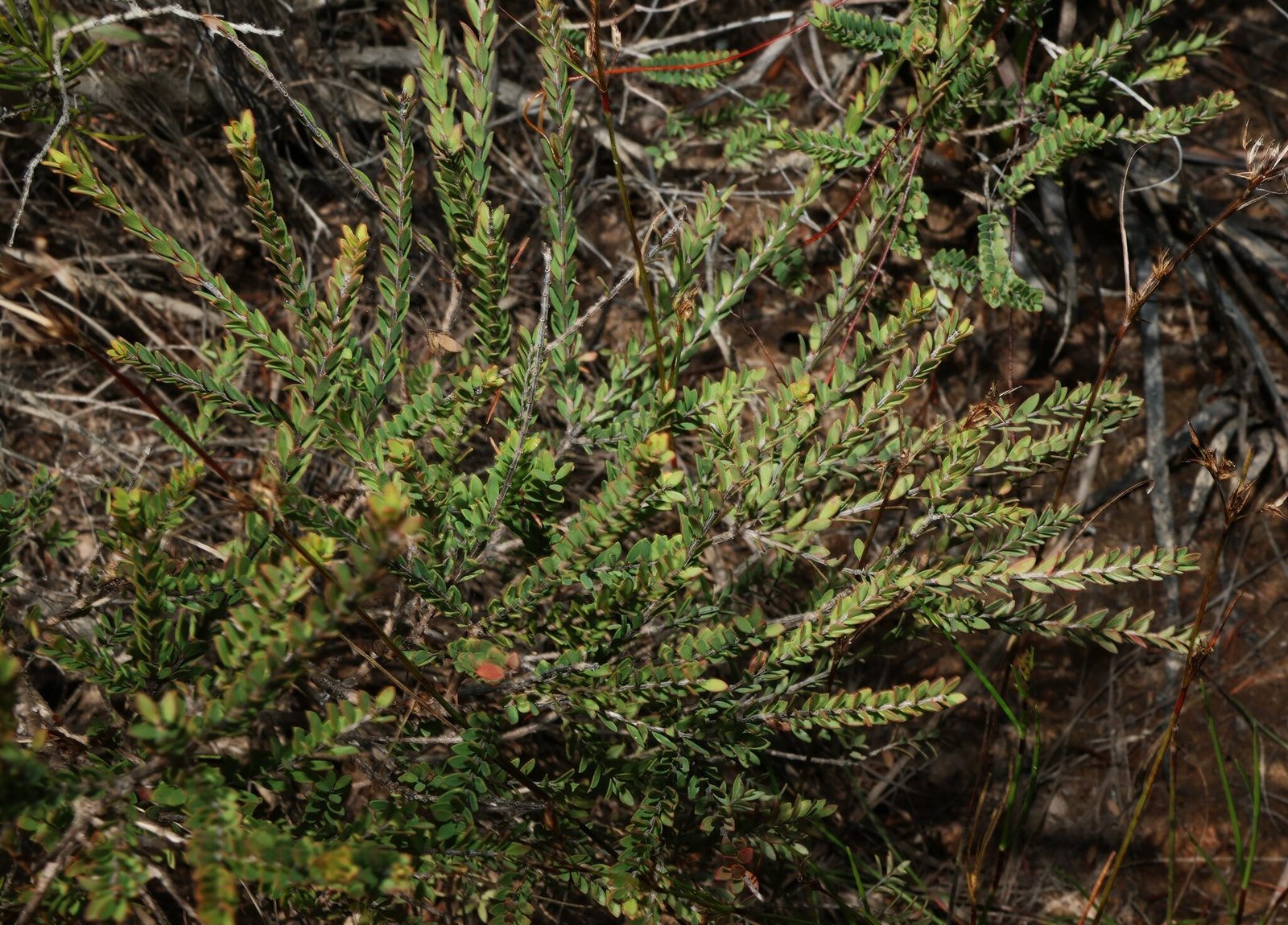 Thyme honey myrtle