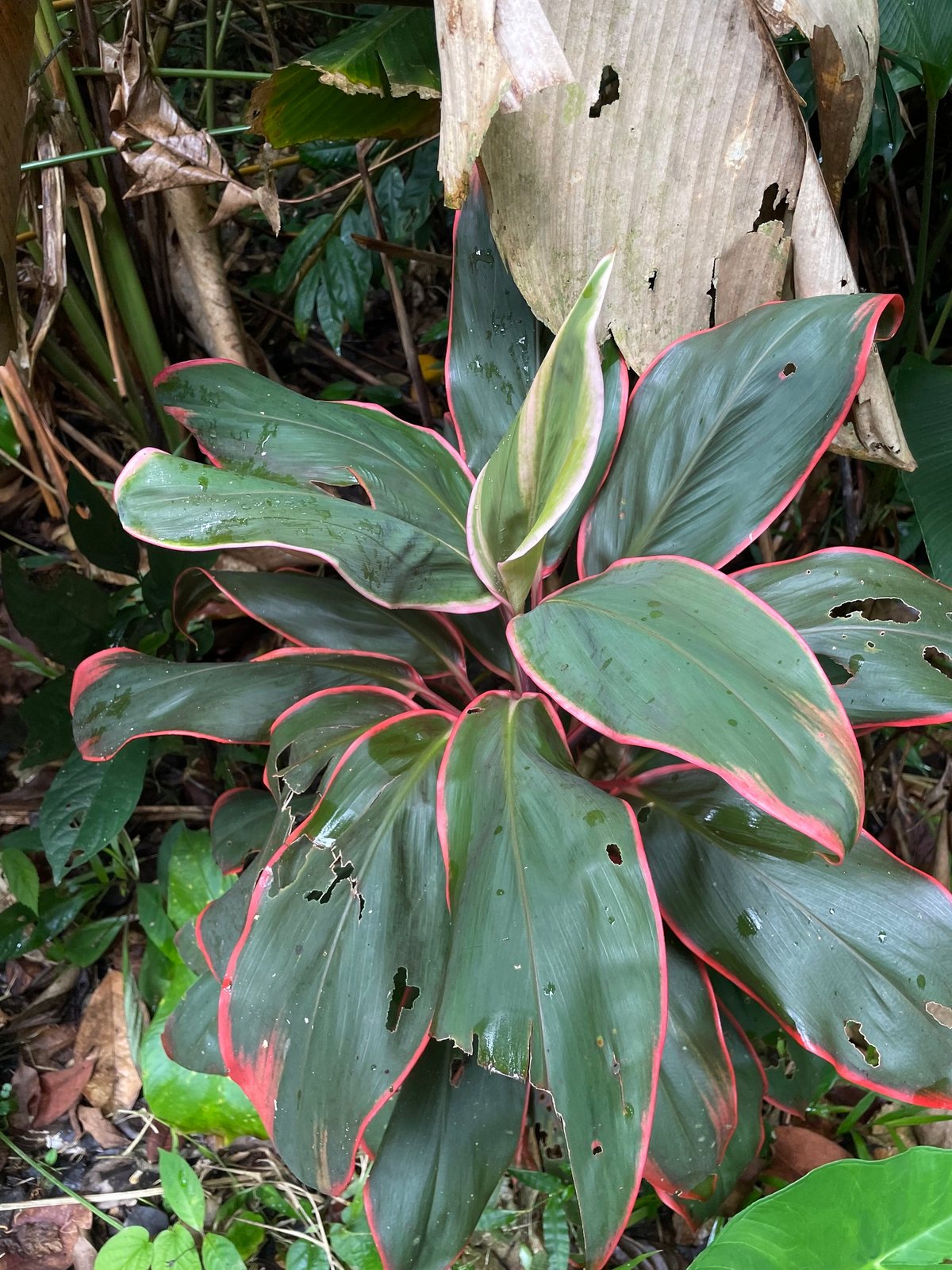 Ti plant