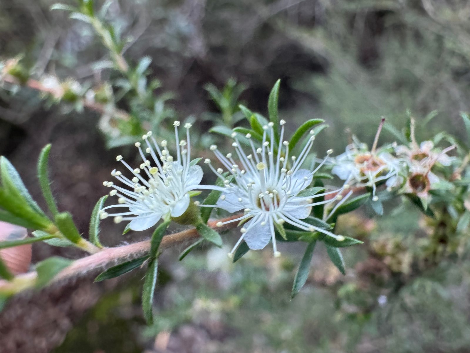 Tick bush