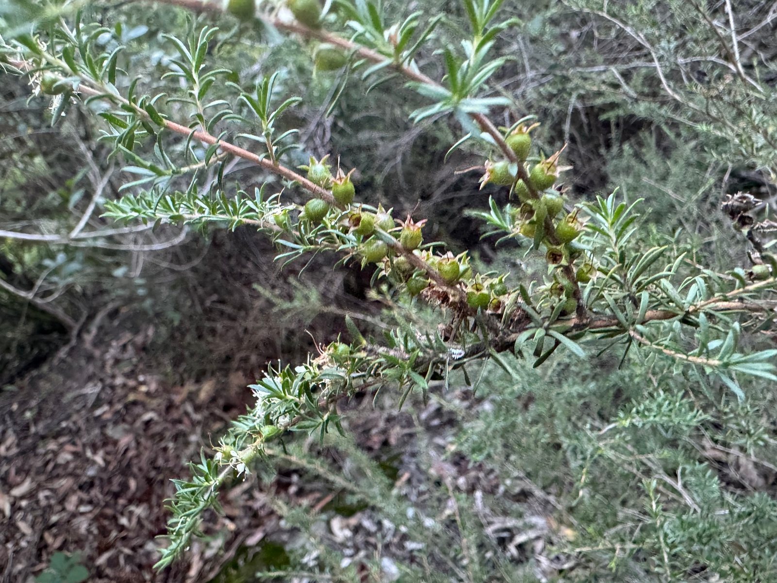 Tick bush