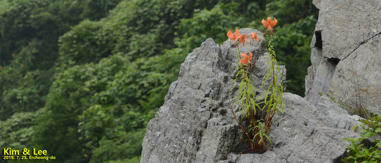 Tiger lily