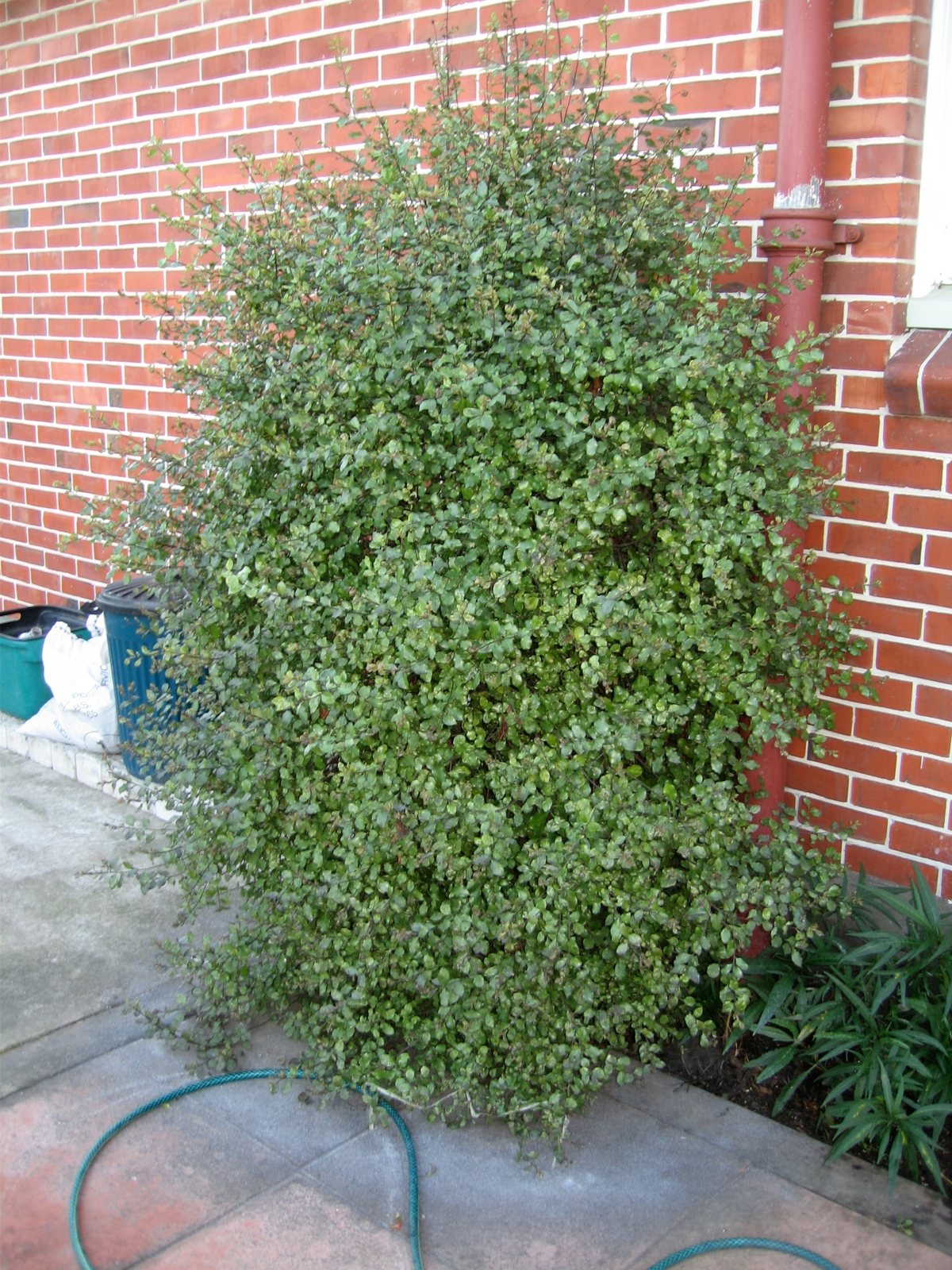Tom Thumb pittosporum