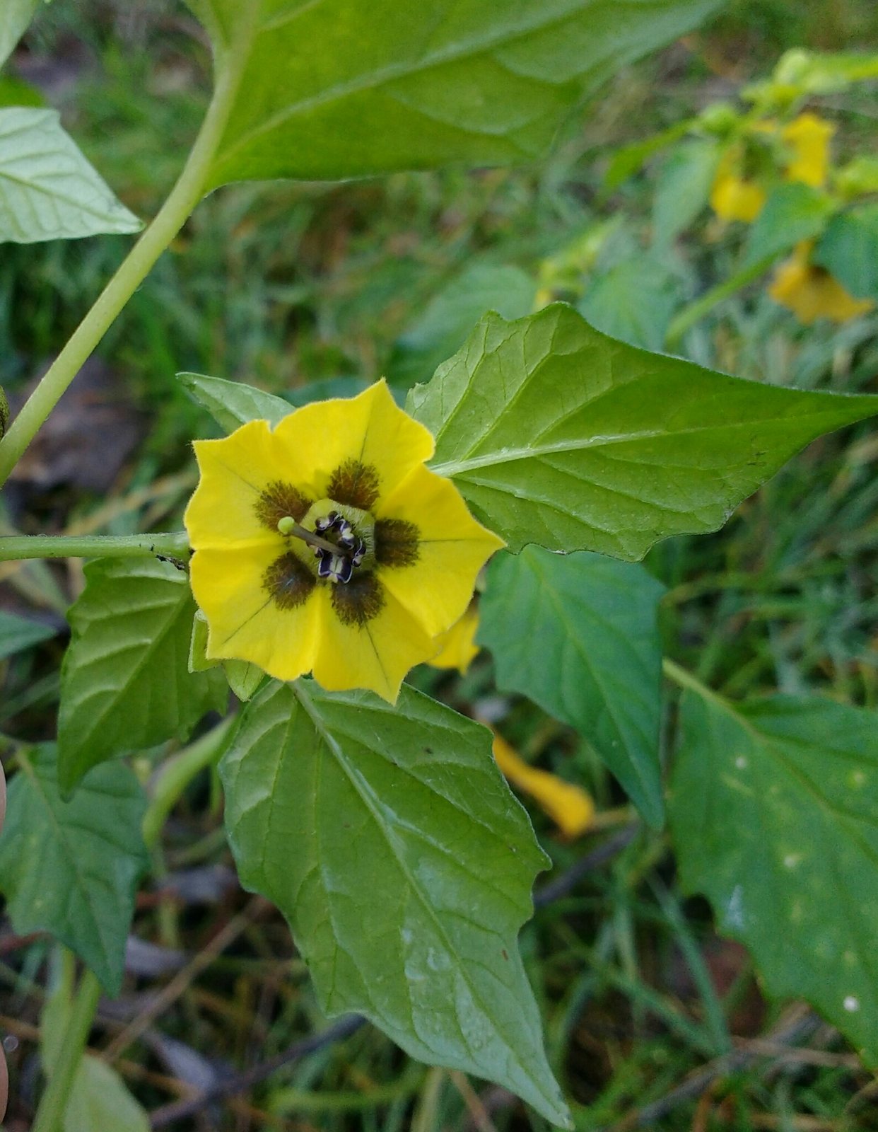 Tomatillo