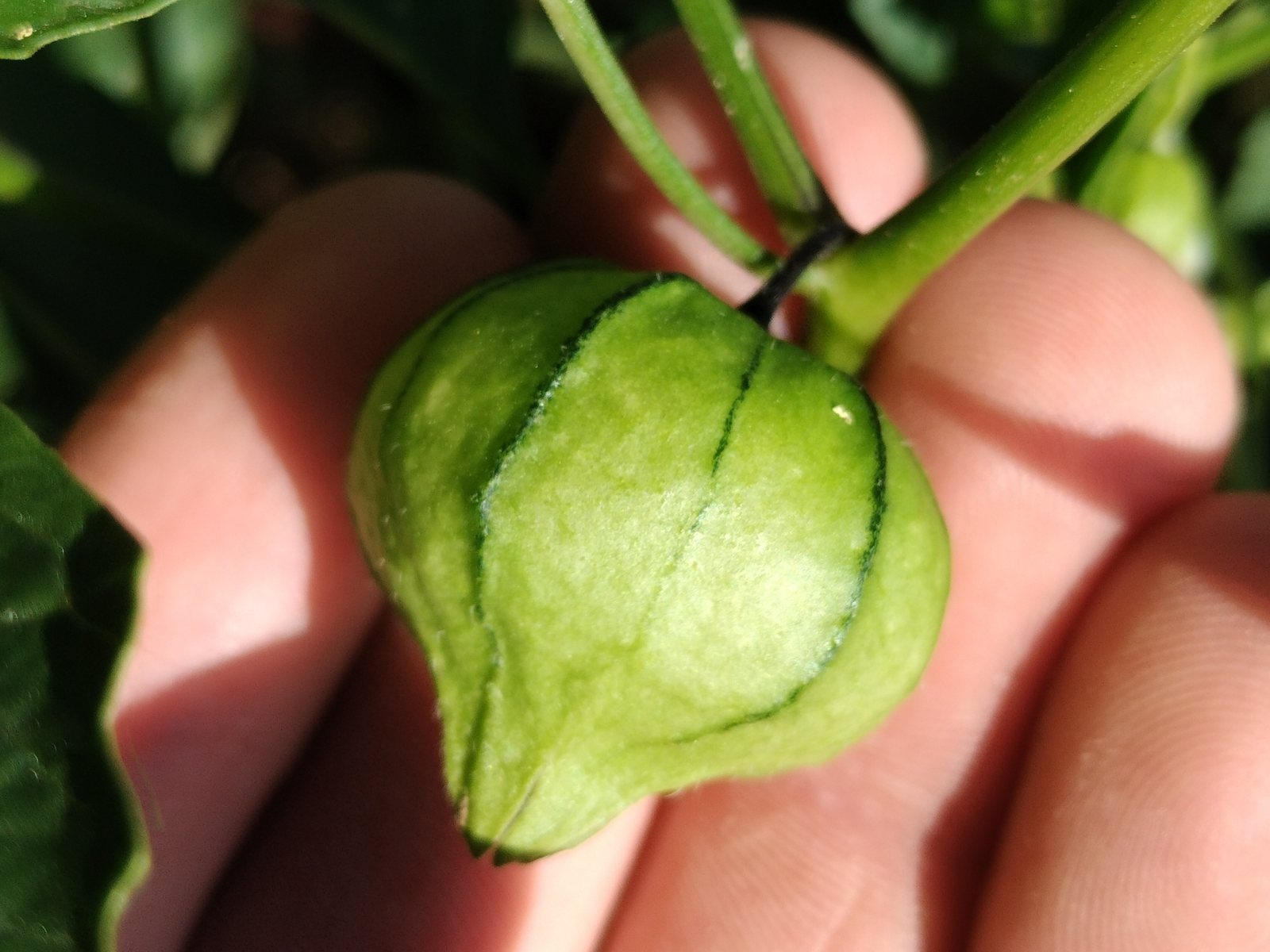 Tomatillo