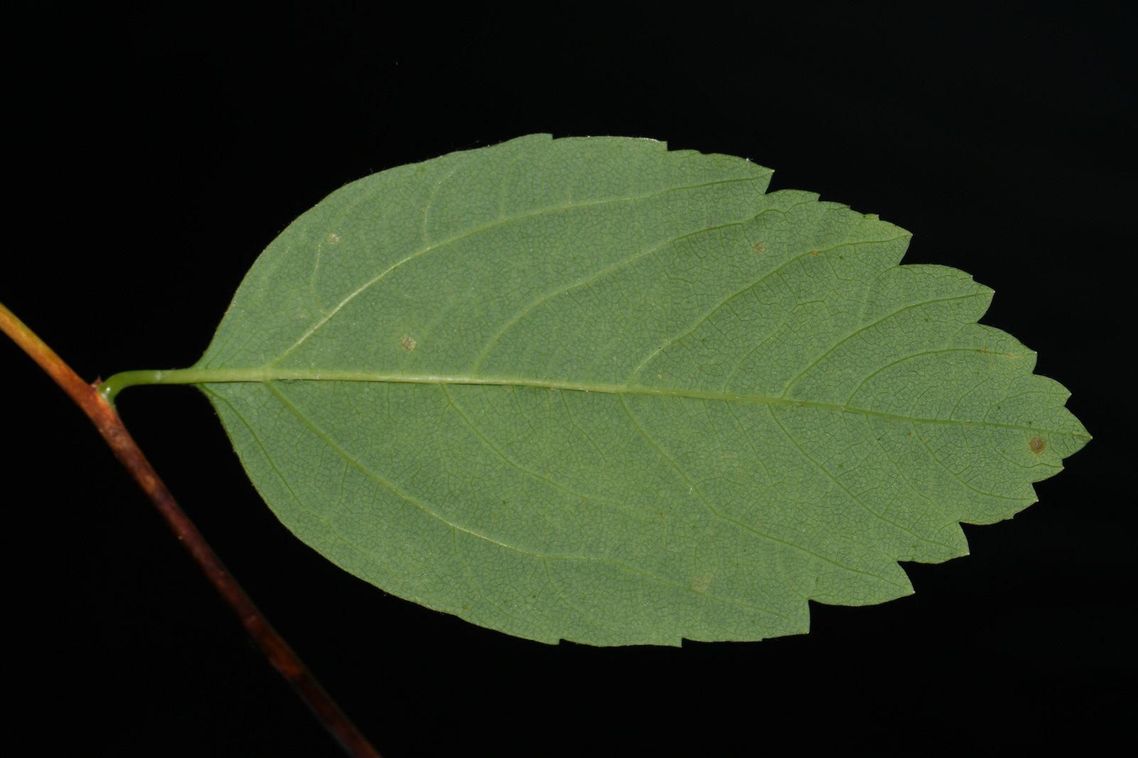 Tor birchleaf spirea