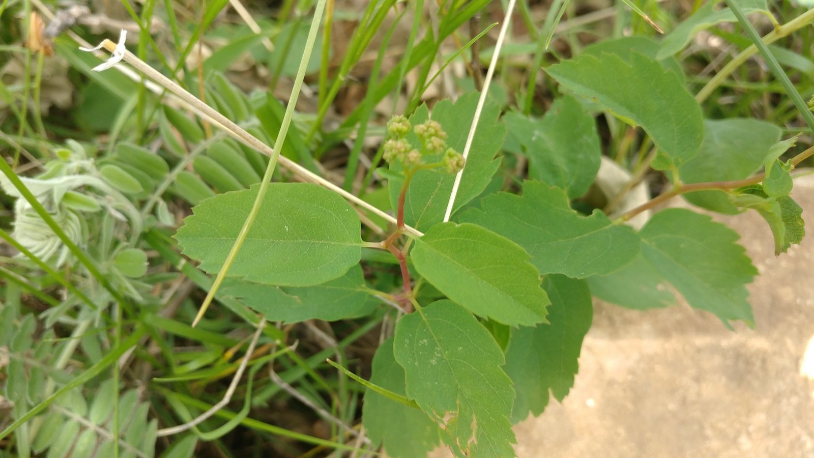 Tor birchleaf spirea