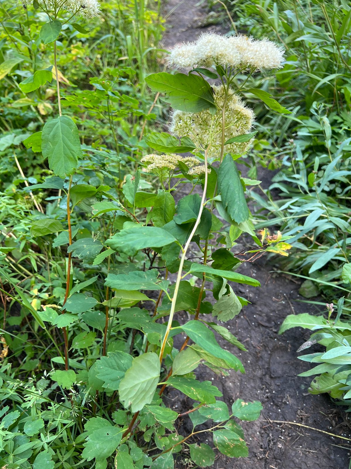 Tor birchleaf spirea