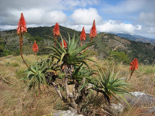 Torch aloe