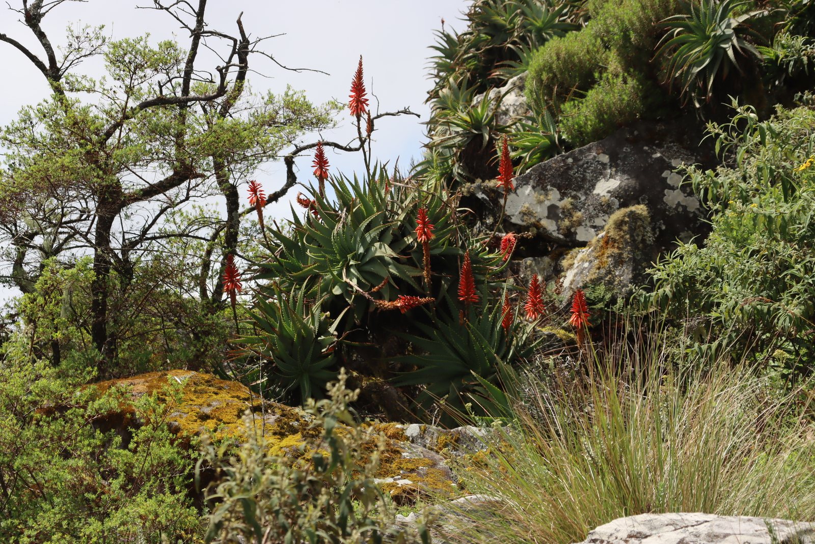Torch aloe