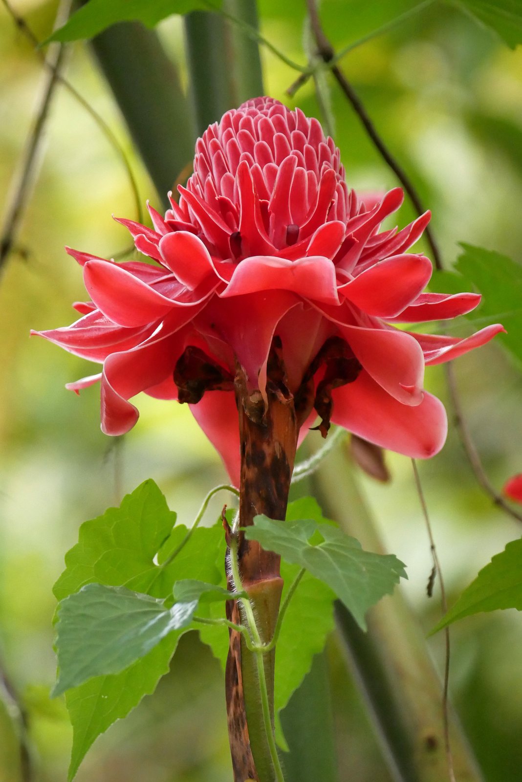Torch ginger