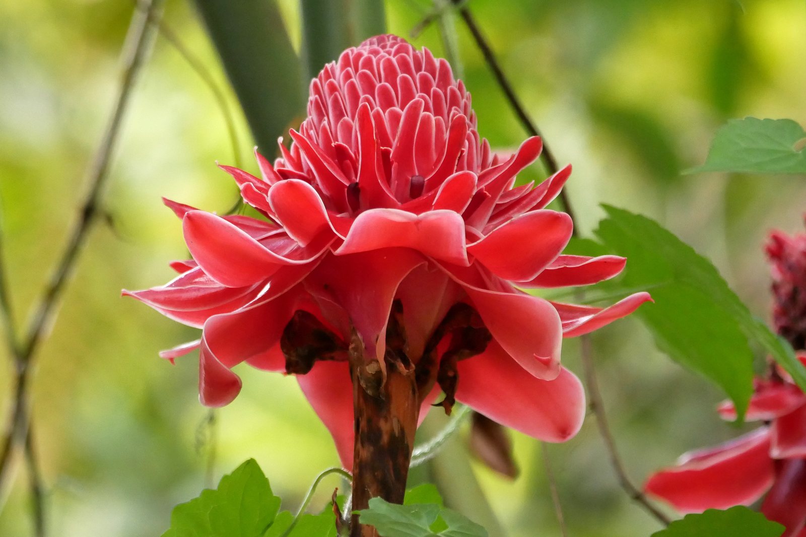 Torch ginger