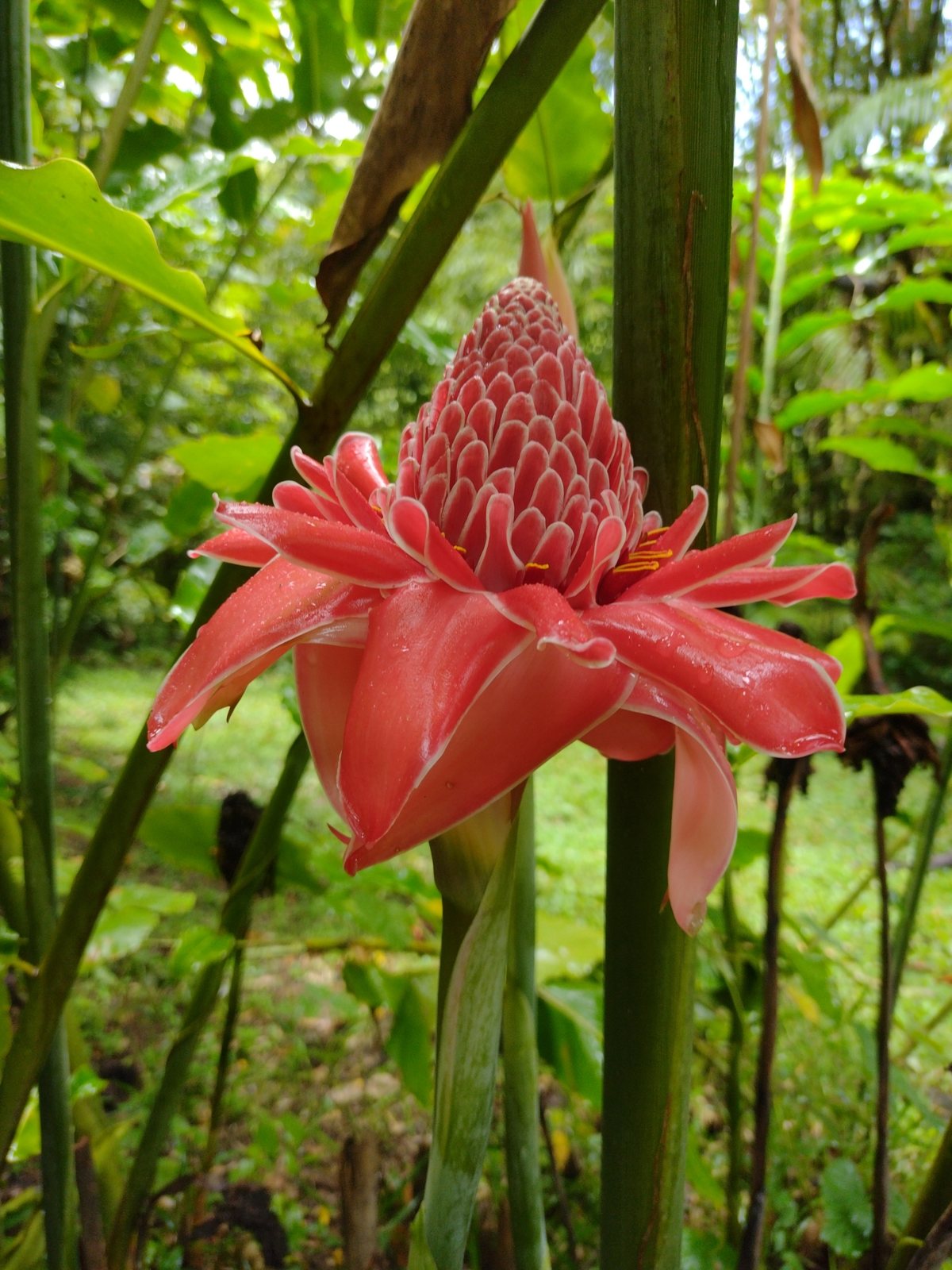 Torch ginger