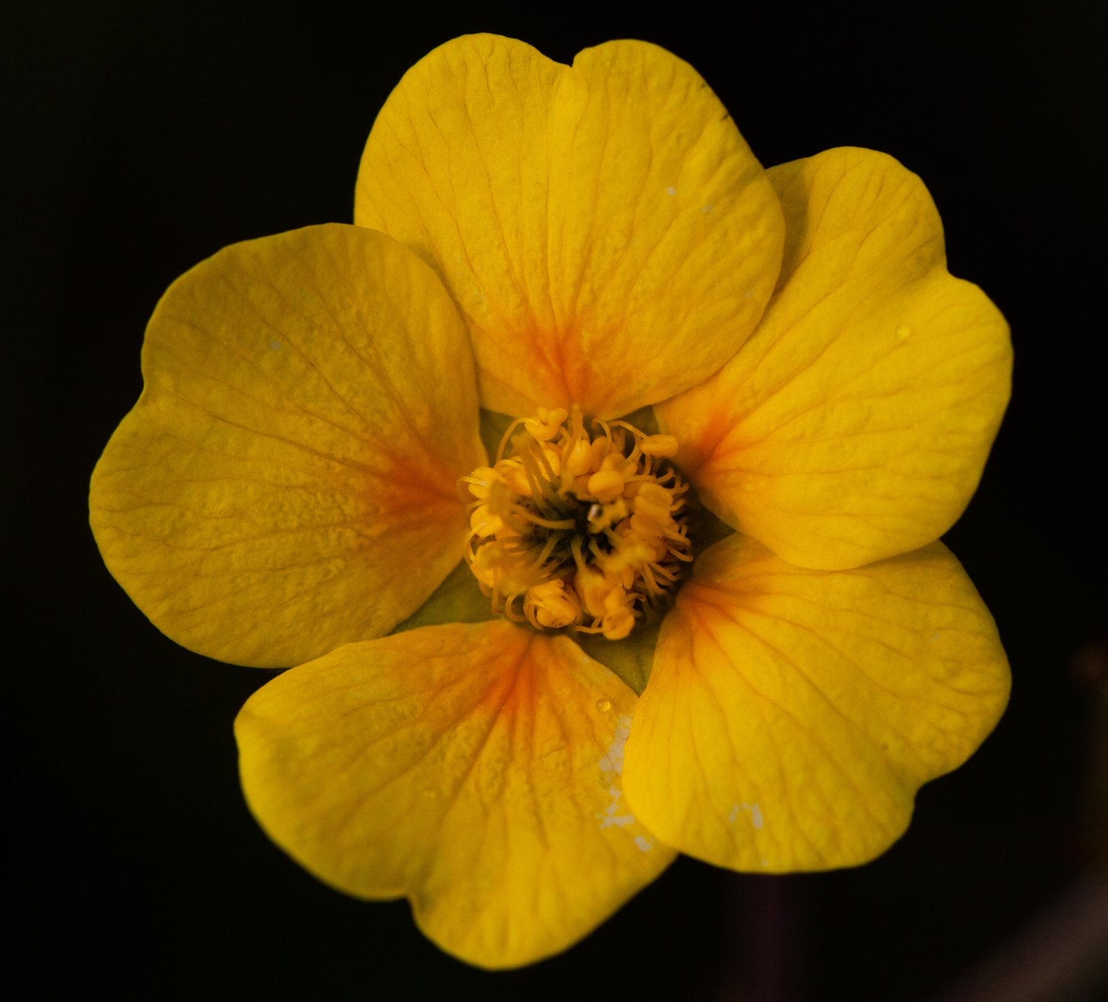 Totally Tangerine avens