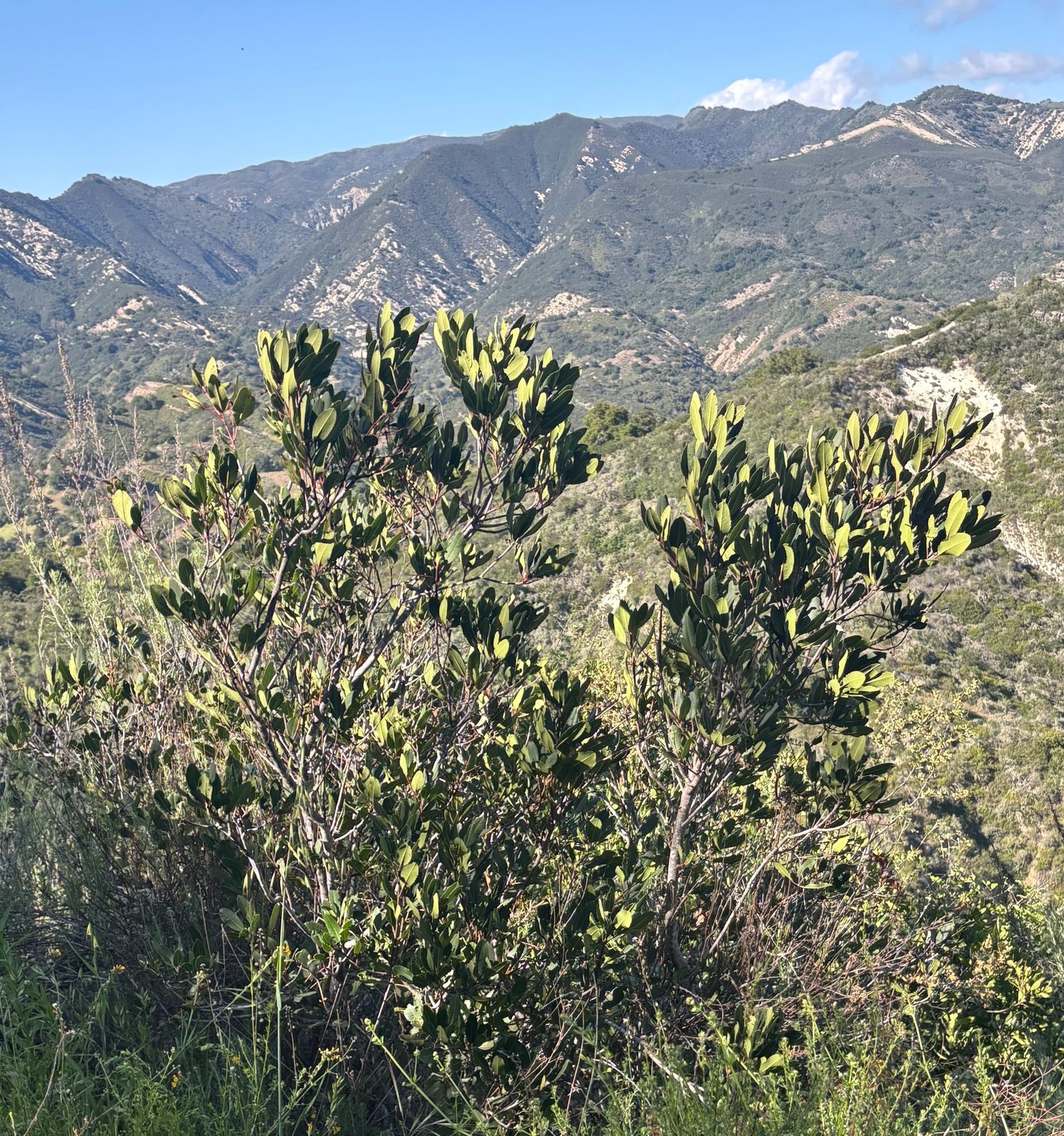 Toyon