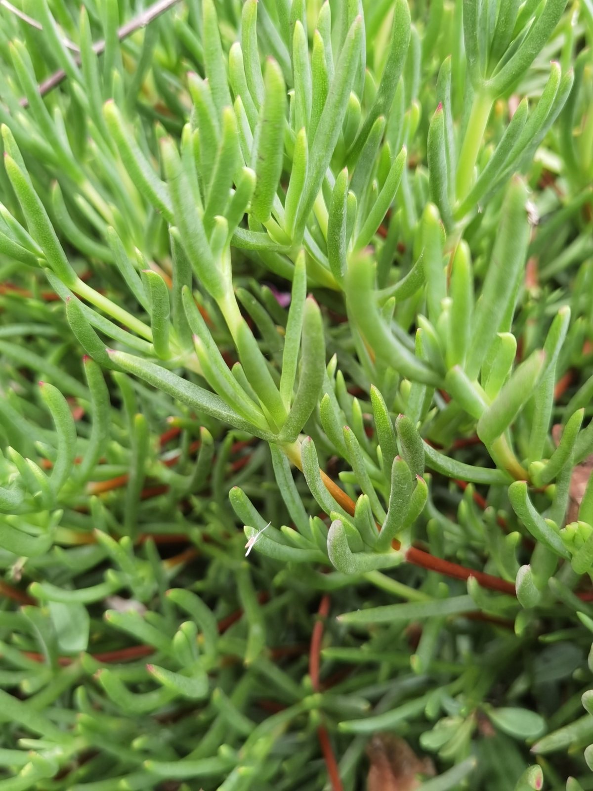 Trailing ice plant