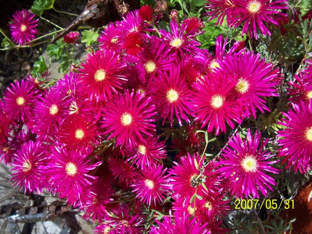 Trailing ice plant