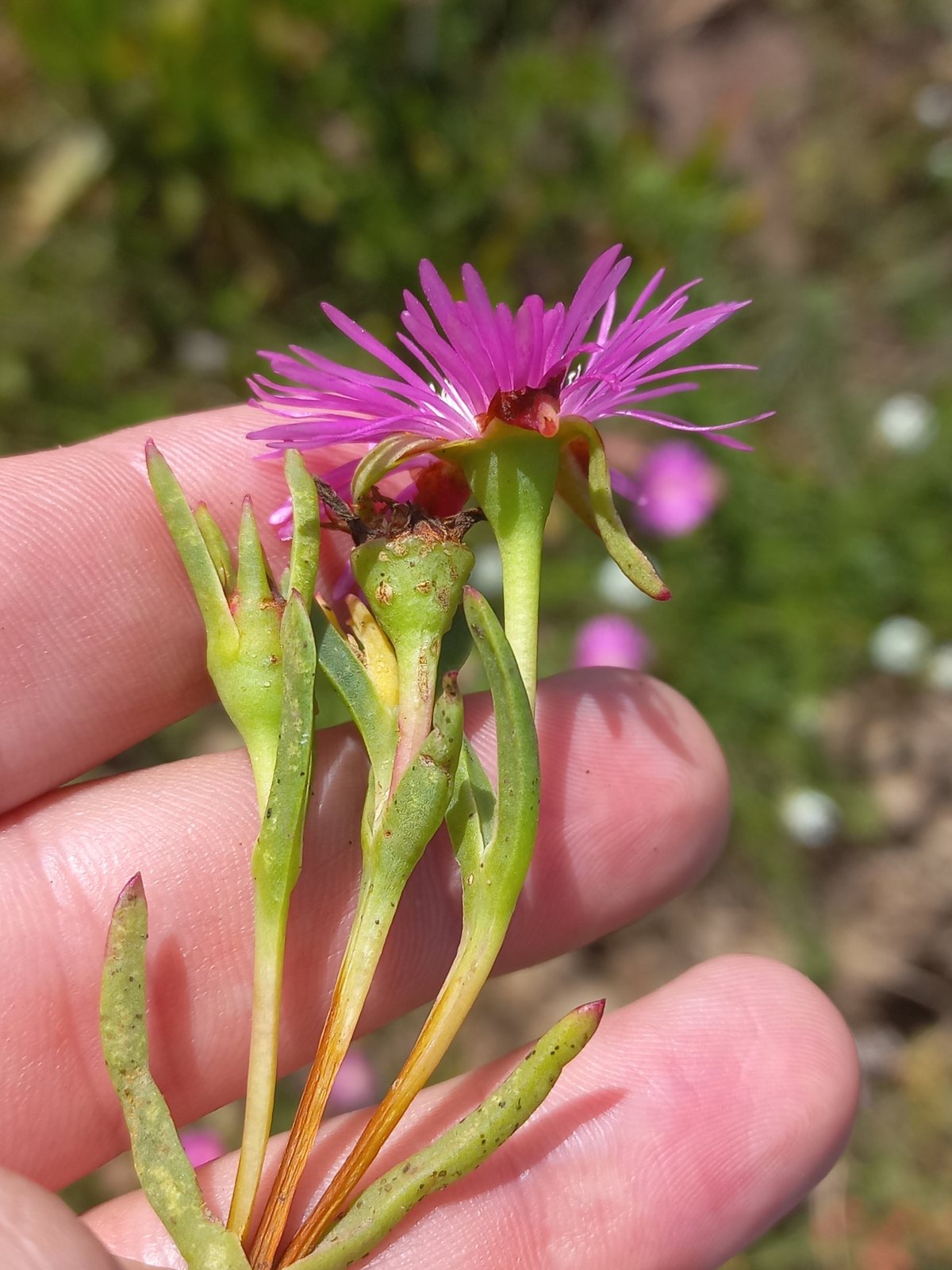 Trailing ice plant