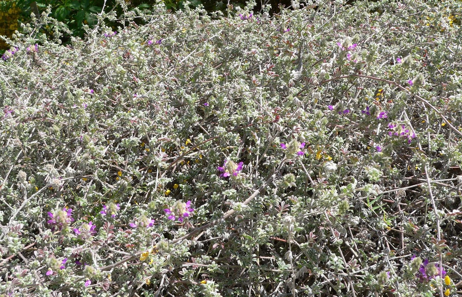 Trailing indigo bush