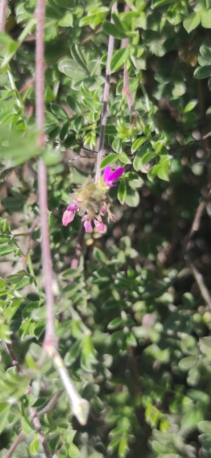 Trailing indigo bush