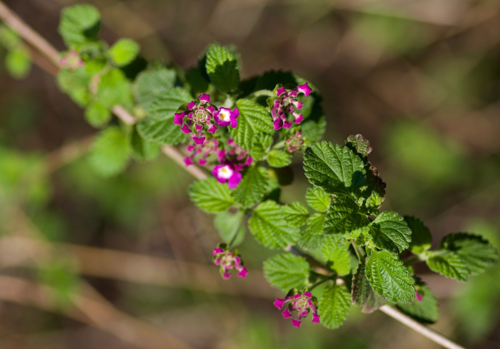 Trailing lantana