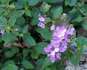 Trailing lantana