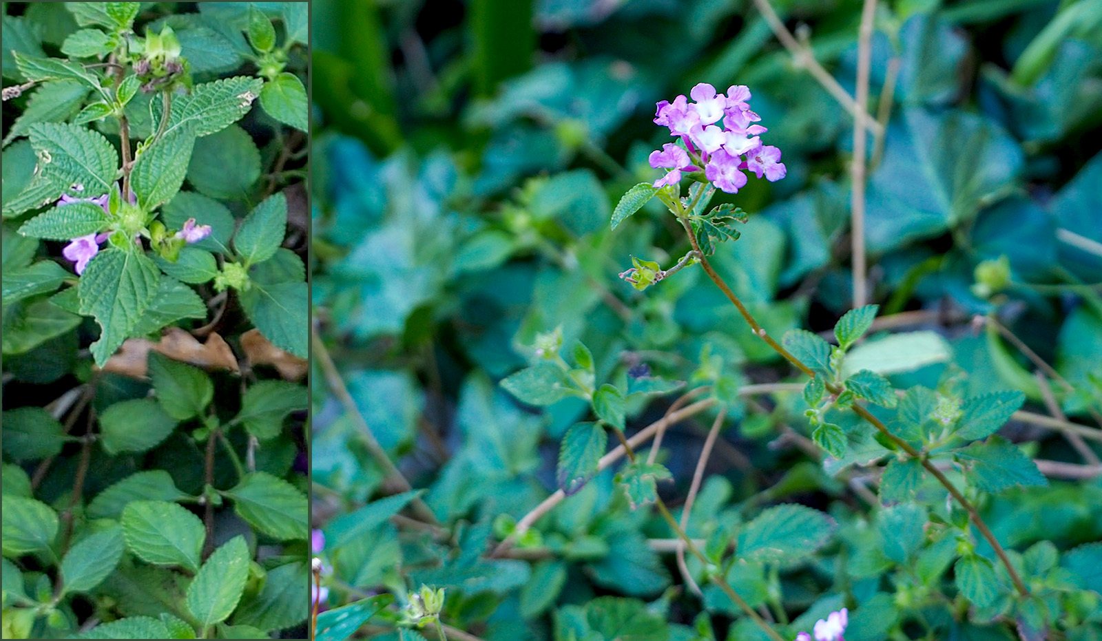 Trailing lantana