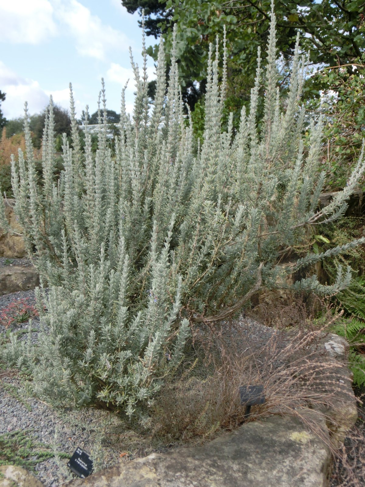 Trailing rosemary