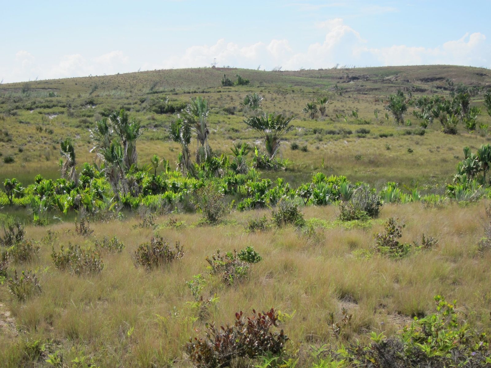 Traveller's palm