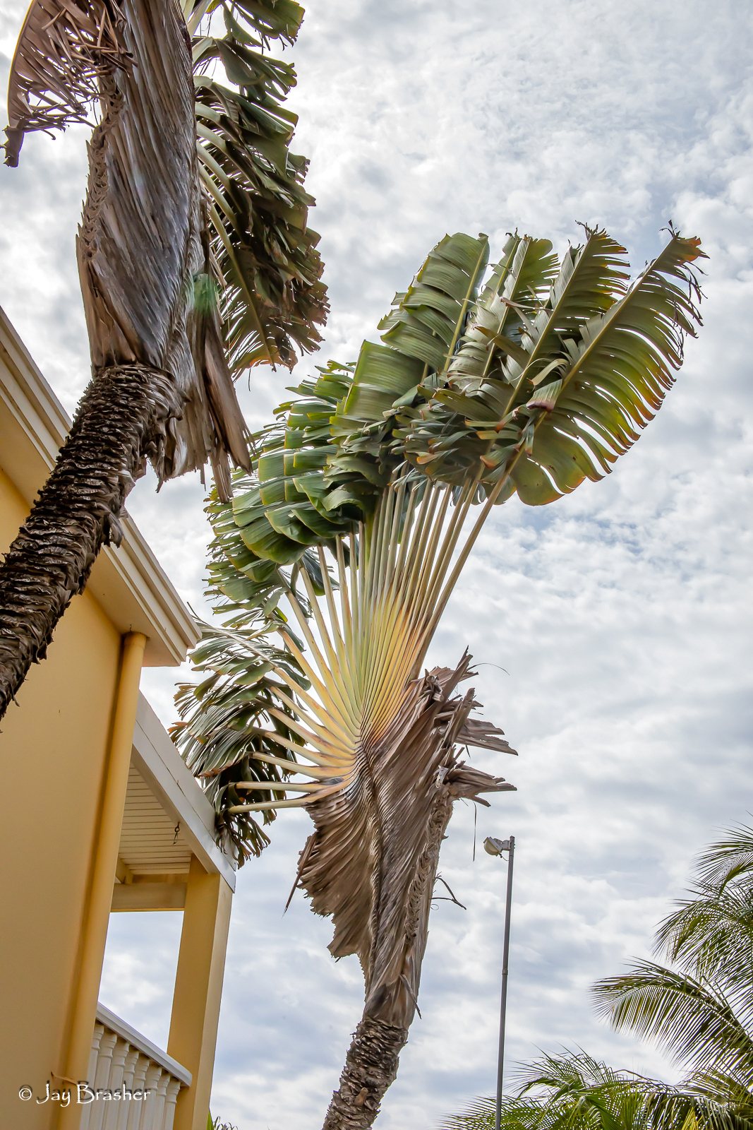 Traveller's palm