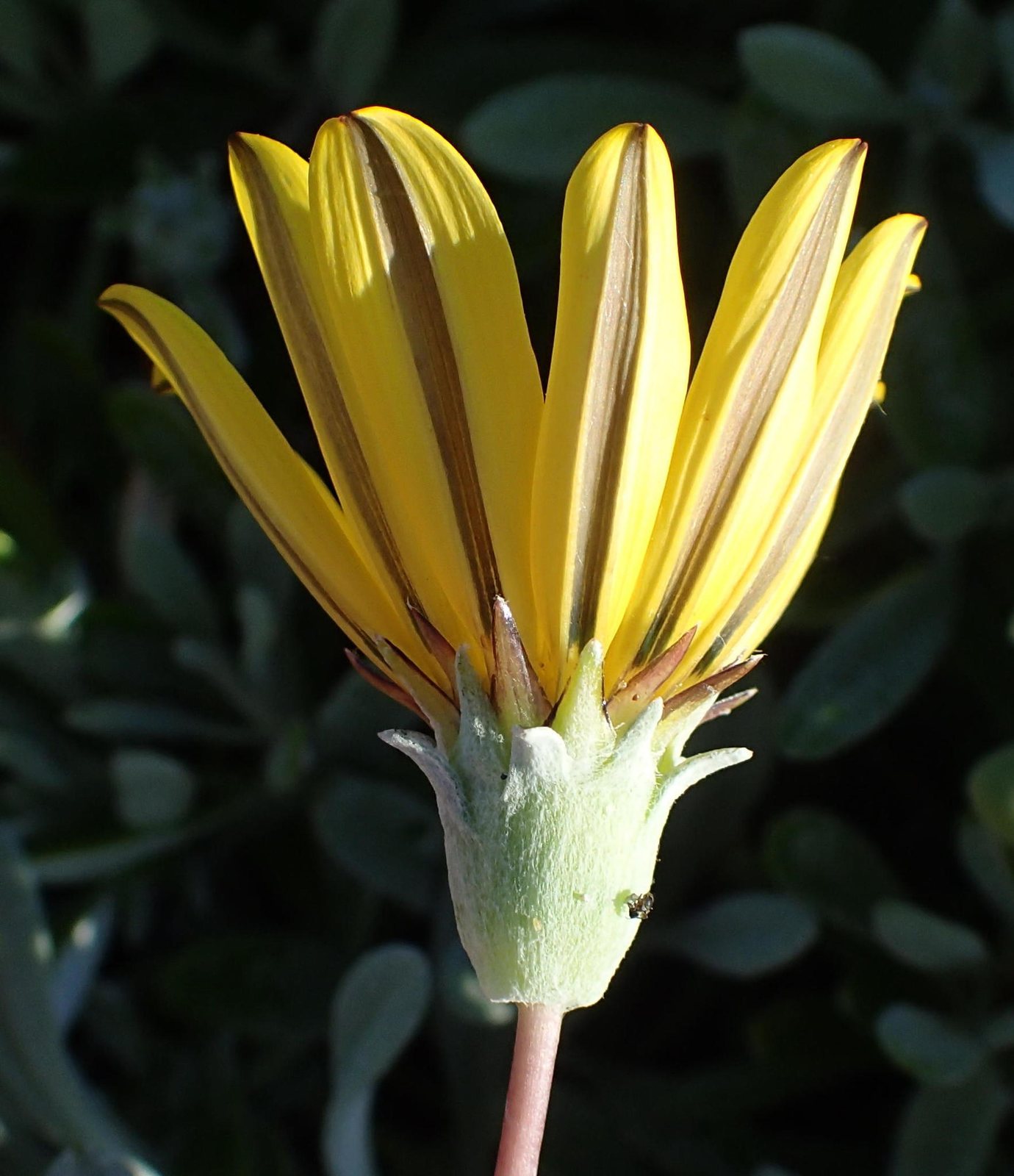 Treasure flower