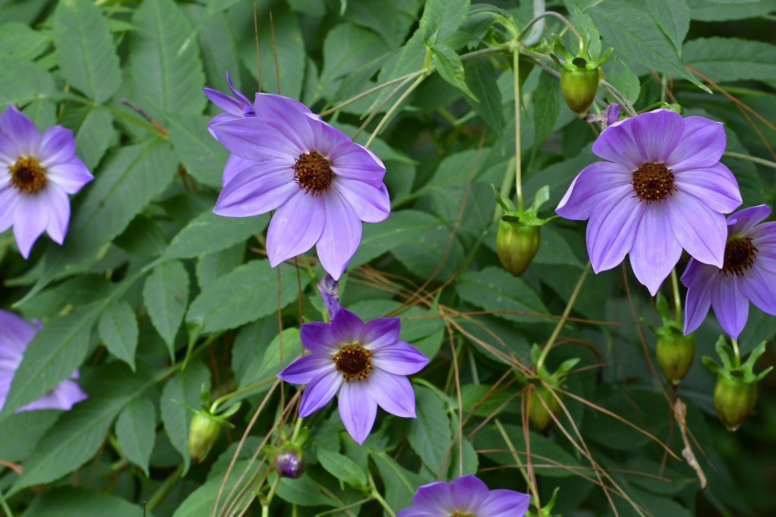 Tree dahlia