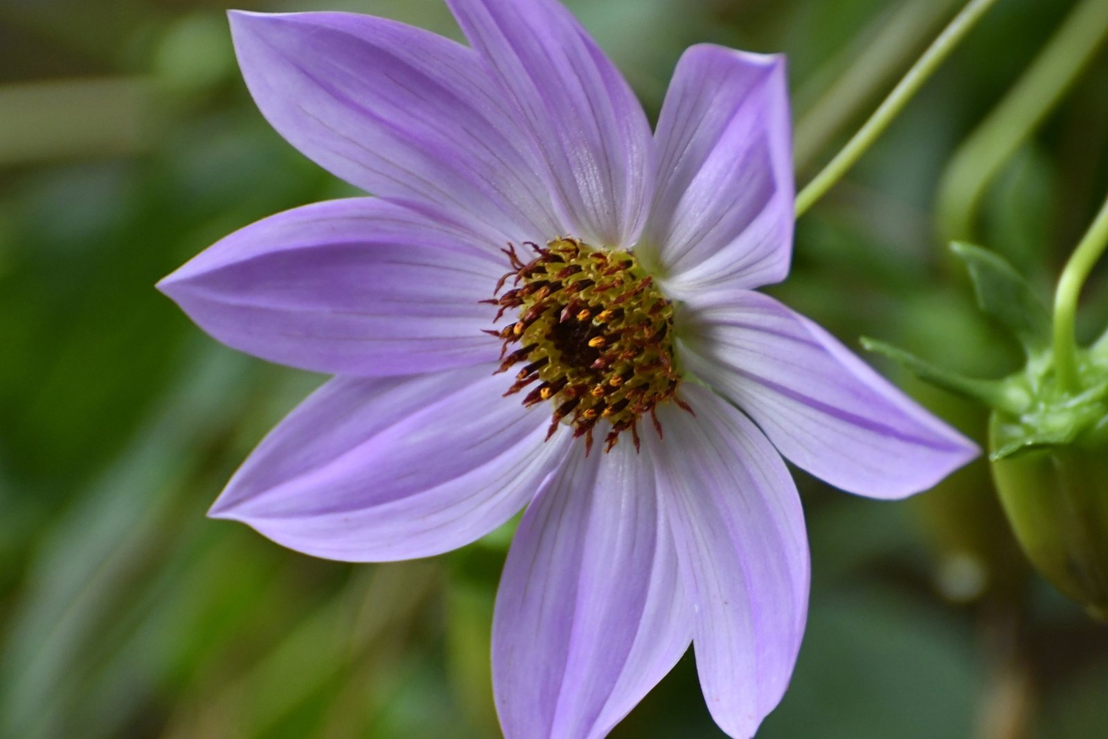 Tree dahlia