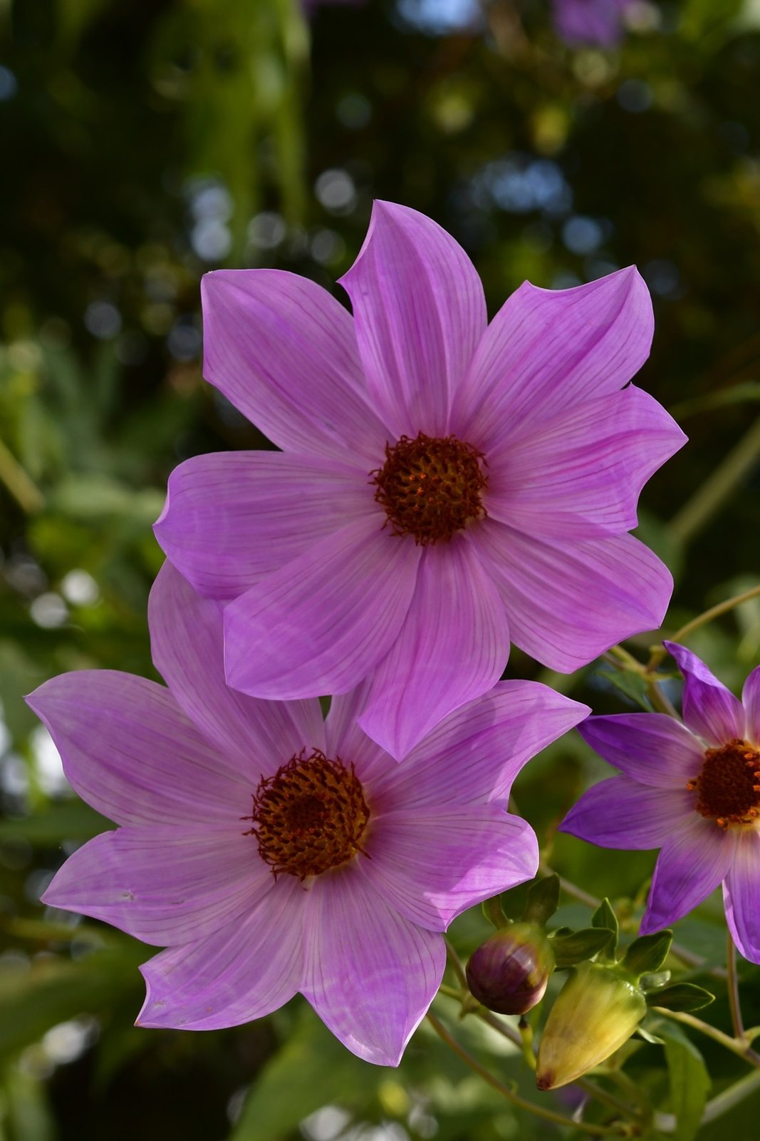 Tree dahlia
