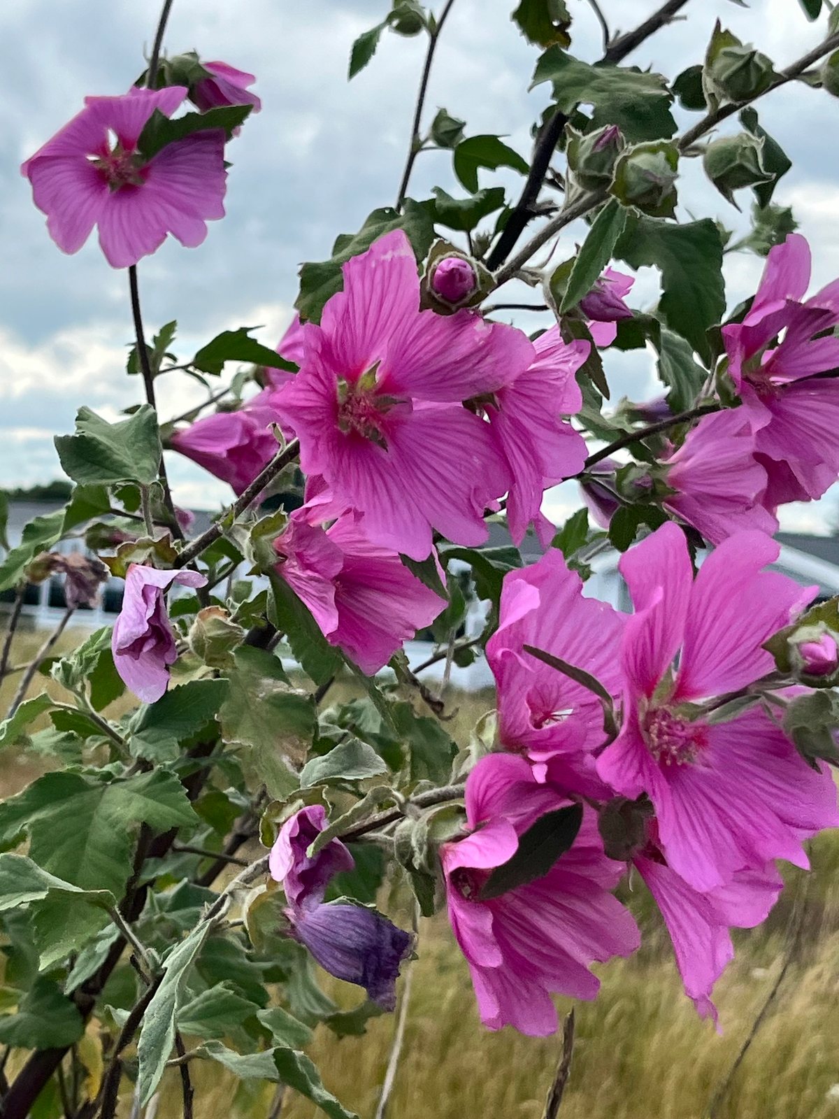 Tree mallow 'Barnsley'