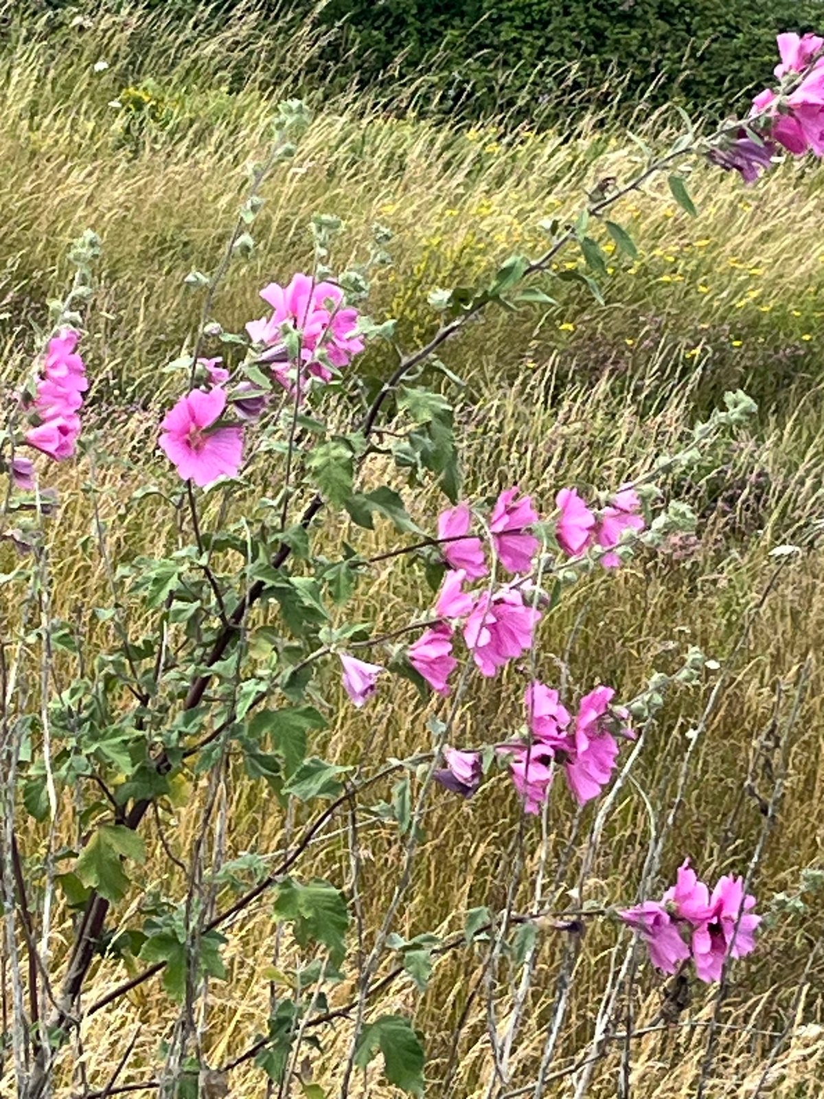 Tree mallow 'Barnsley'