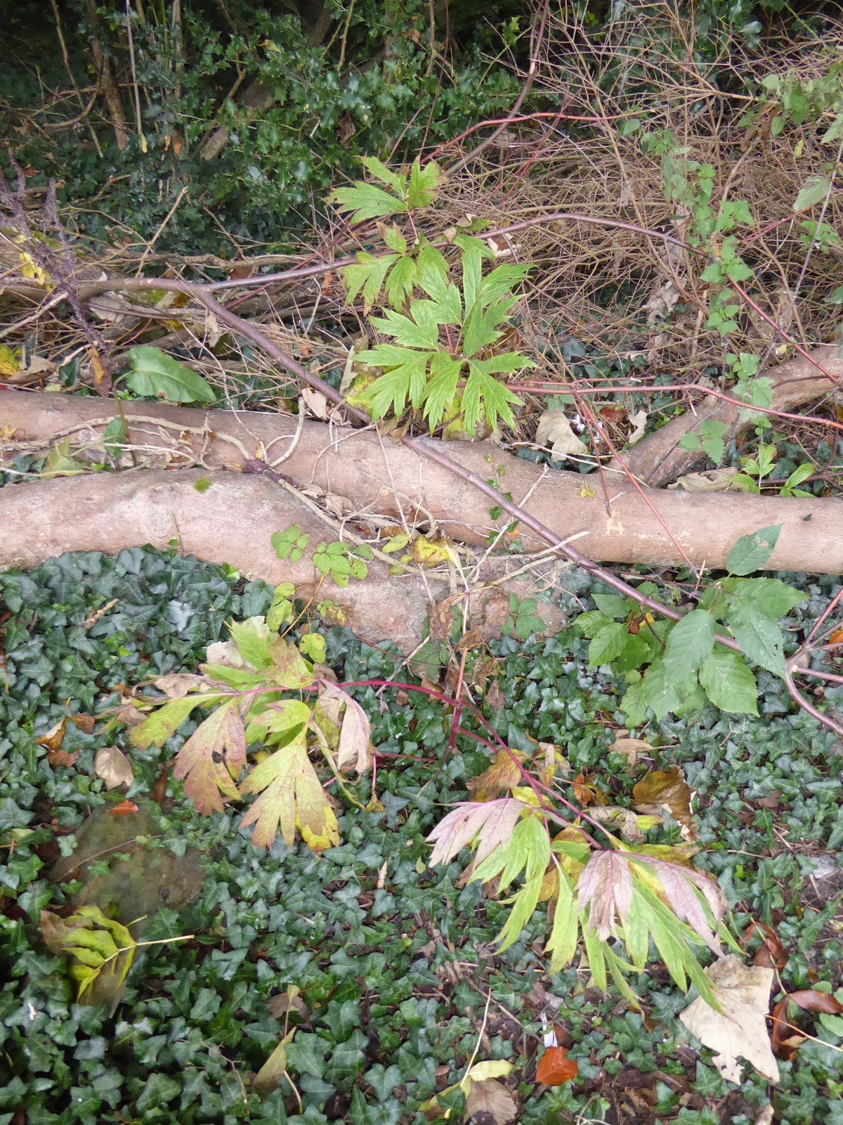 Tree peony