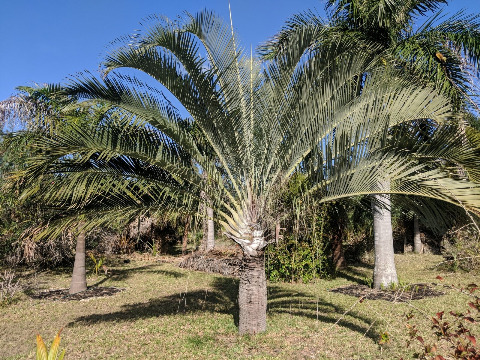 Triangle palm