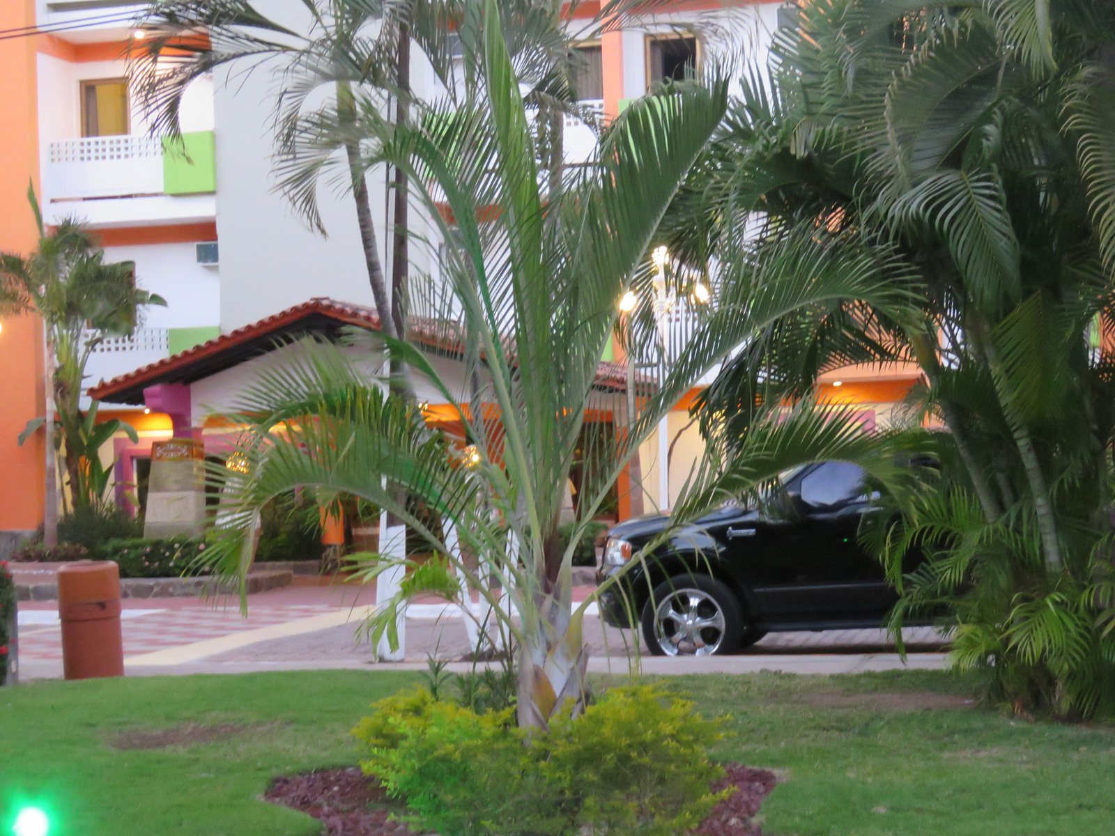 Triangle palm