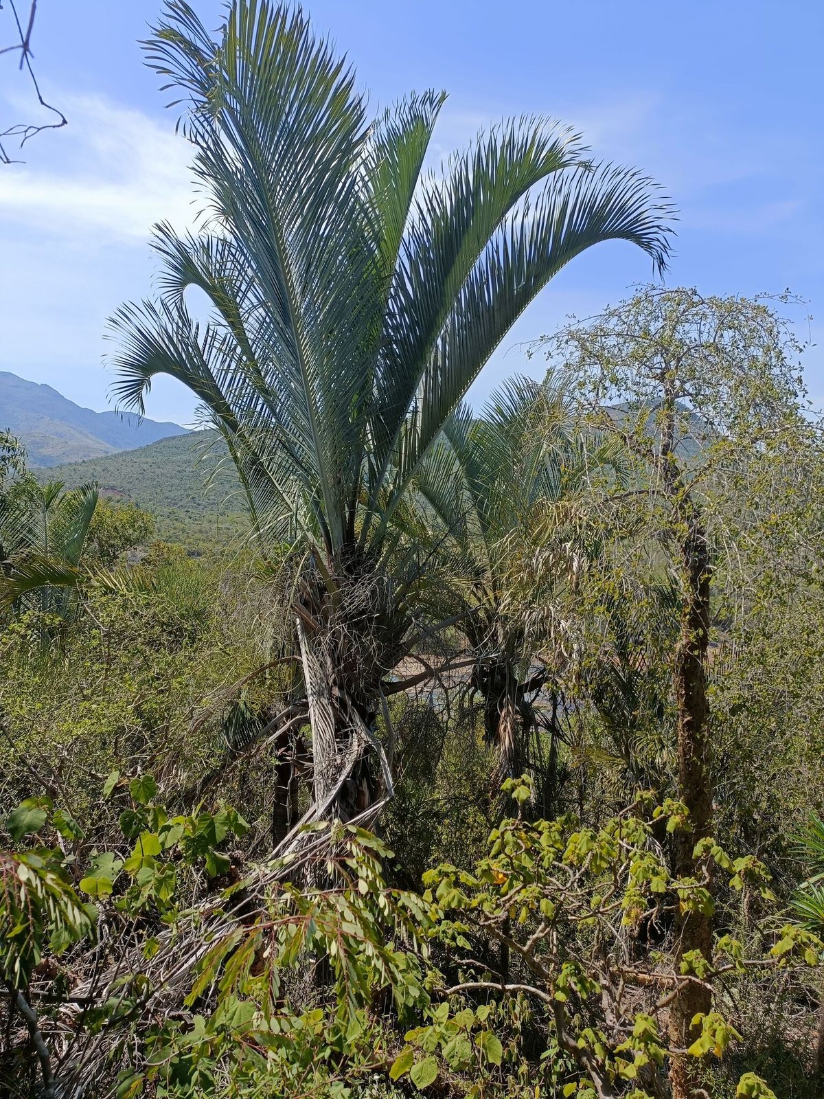 Triangle palm