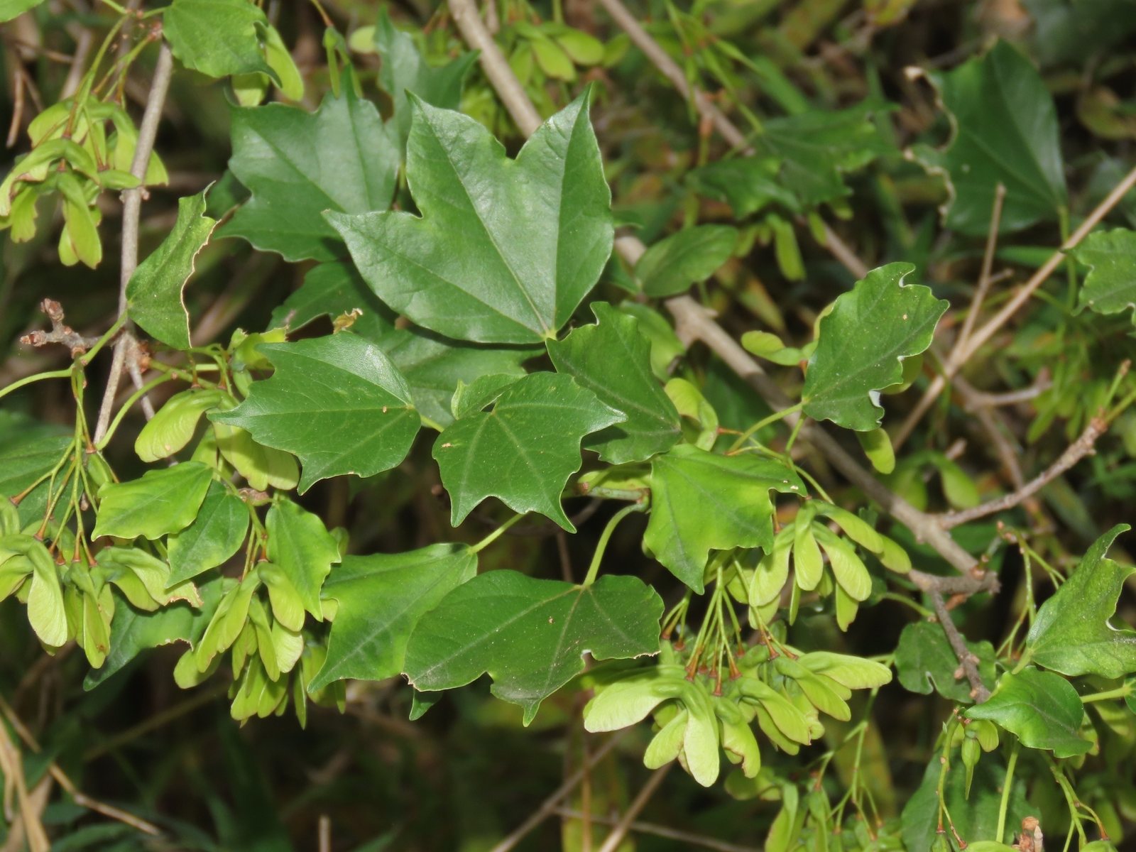 Trident maple